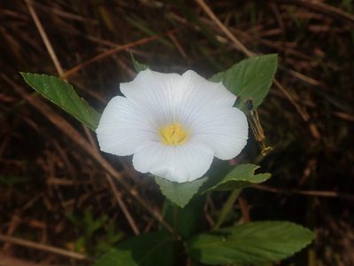 Turnera coerulea, photographed by Tsssss