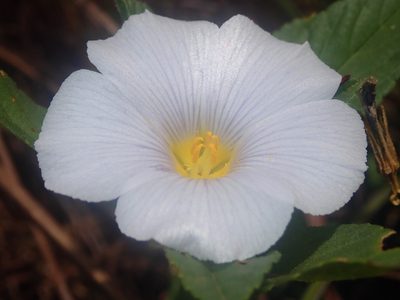 Turnera coerulea, photographed by Tsssss