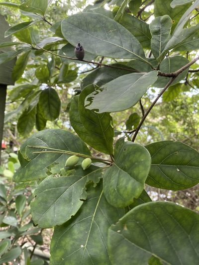 Terminalia muelleri, photographed by TK421