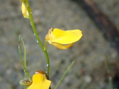 Utricularia laxa, photographed by Tsssss
