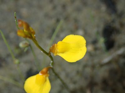 Utricularia laxa, photographed by Tsssss