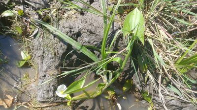 Sagittaria montevidensis, photographed by Brian Dickerson