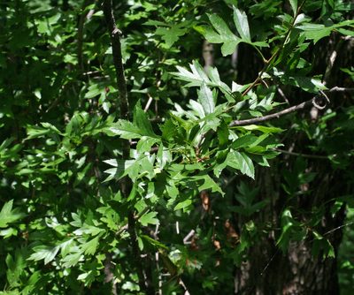 Crataegus pinnatifida, photographed by Oleg Kosterin
