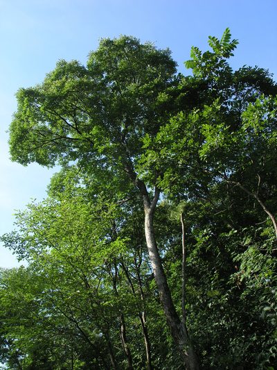 Fraxinus mandshurica, photographed by Oleg Kosterin