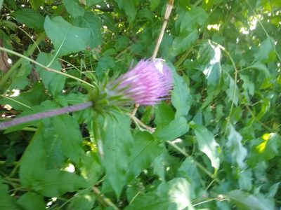 Cirsium andersonii, photographed by Quinn Shemet