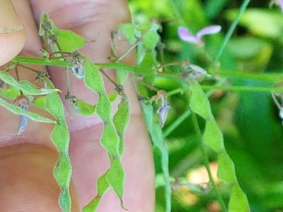 Desmodium perplexum, photographed by Matt Schultz