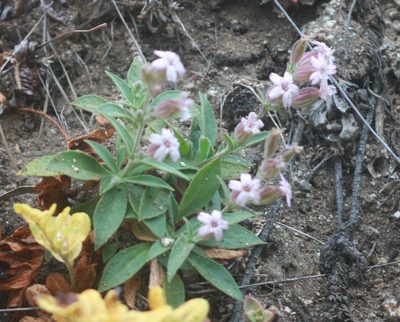 Silene verecunda, photographed by Scott Loarie