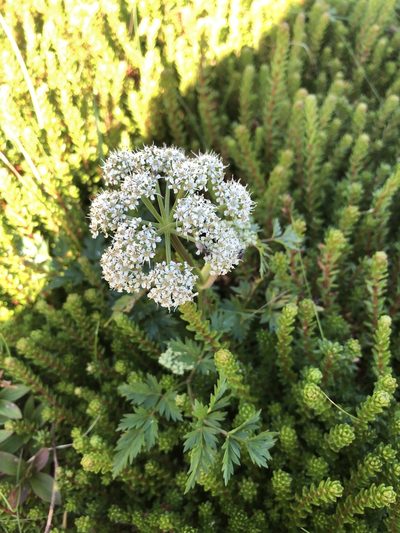Conioselinum chinense, photographed by dugald