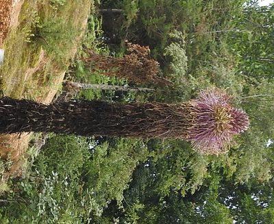 Agave chiapensis, photographed by Neptalí Ramírez Marcial