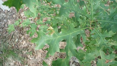Quercus shumardii, photographed by John Abrams