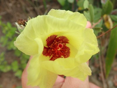Cienfuegosia affinis, photographed by Tsssss