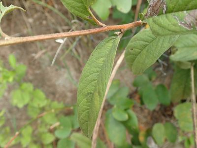 Cienfuegosia affinis, photographed by Tsssss