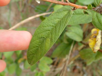 Cienfuegosia affinis, photographed by Tsssss
