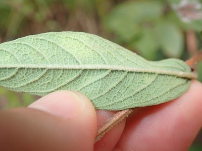 Cienfuegosia affinis, photographed by Tsssss