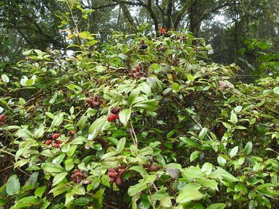 Rubus adenotrichos, photographed by Neptalí Ramírez Marcial