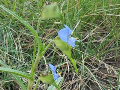 Commelina dianthifolia, photographed by Craig Martin
