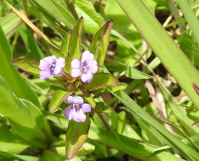 Dyschoriste capitata, photographed by Neptalí Ramírez Marcial