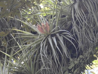 Tillandsia carlsoniae, photographed by Neptalí Ramírez Marcial