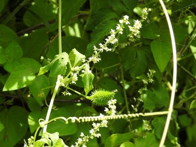 Cyclanthera integrifoliola, photographed by Neptalí Ramírez Marcial