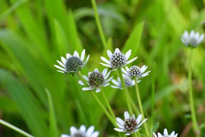 Eryngium scaposum, photographed by Neptalí Ramírez Marcial