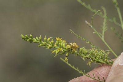 Parryella filifolia, photographed by Craig Martin