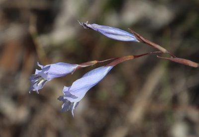 Gladiolus gracilis, photographed by Tony Rebelo