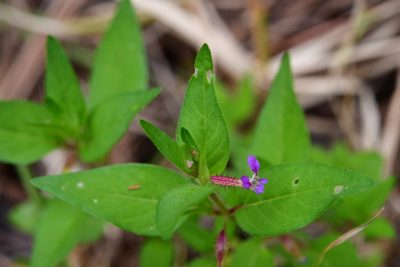 Cuphea wrightii, photographed by Neptalí Ramírez Marcial