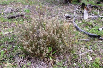 Phylica parviflora, photographed by Tony Rebelo