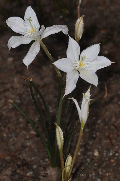 Hieronymiella clidanthoides, photographed by aacocucci