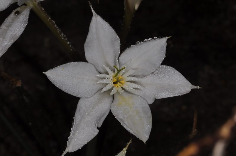 Hieronymiella clidanthoides, photographed by aacocucci