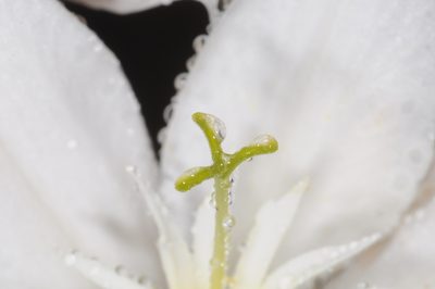 Hieronymiella clidanthoides, photographed by aacocucci