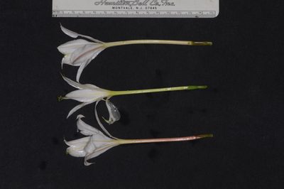 Hieronymiella clidanthoides, photographed by aacocucci