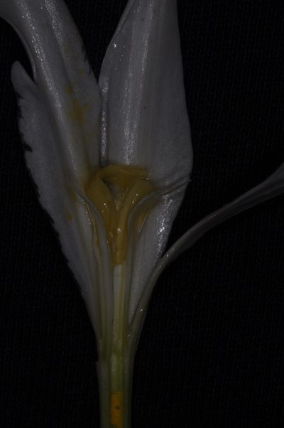 Hieronymiella clidanthoides, photographed by aacocucci