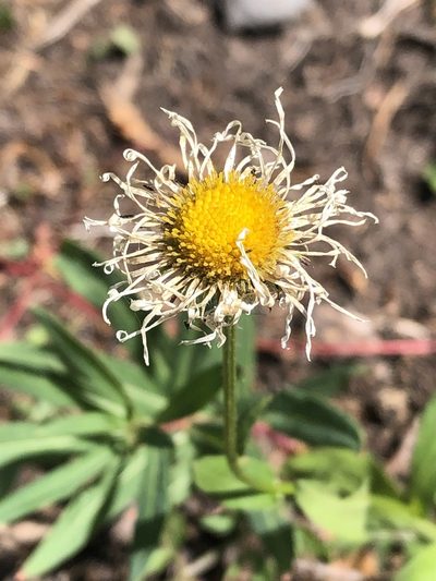 Erigeron elatior, photographed by Jared Shorma