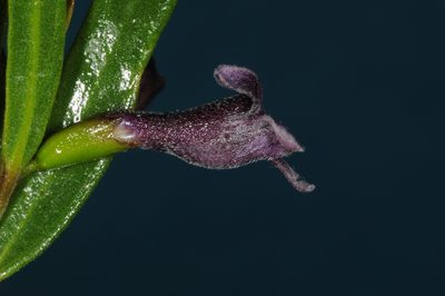 Monttea schickendantzii, photographed by aacocucci