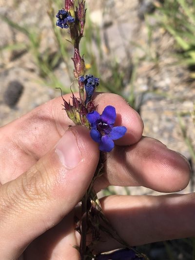 Penstemon mensarum, photographed by Jared Shorma