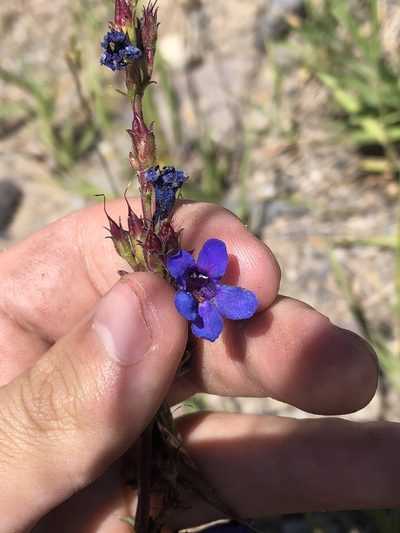 Penstemon mensarum, photographed by Jared Shorma