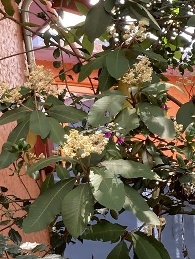 Saurauia scabrida, photographed by Neptalí Ramírez Marcial
