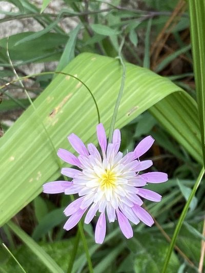 Pinaropappus spathulatus, photographed by Neptalí Ramírez Marcial