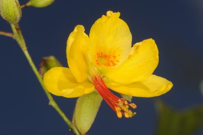 Arquita mimosifolia, photographed by aacocucci