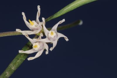 Tweedia brunonis, photographed by aacocucci