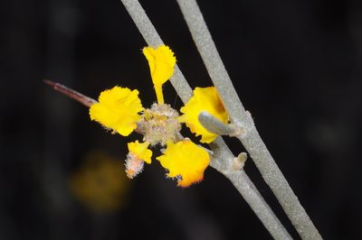 Tricomaria usillo, photographed by aacocucci