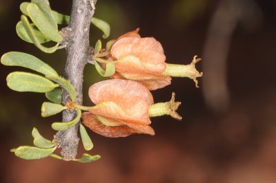 Bougainvillea spinosa, photographed by aacocucci