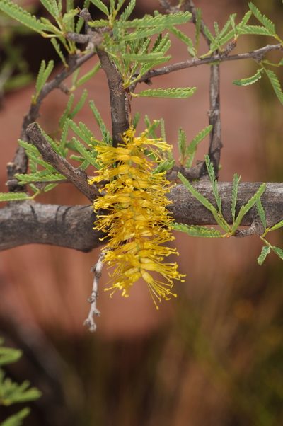 Strombocarpa torquata, photographed by aacocucci