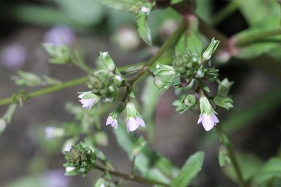 Veronica catenata, photographed by jfgodeau