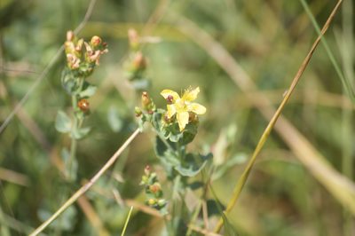 Hypericum scouleri, photographed by Diego Blanco