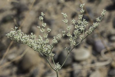 Eriogonum annuum, photographed by Craig Martin