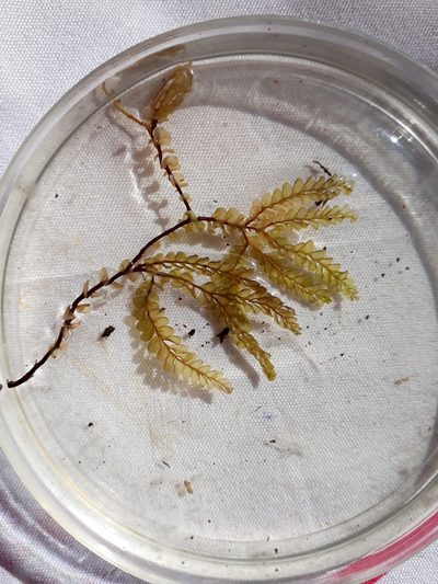 Plagiochila gigantea, photographed by Leon Perrie