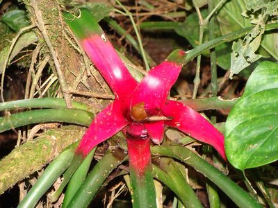 Neoregelia carolinae, photographed by Pedro Silva