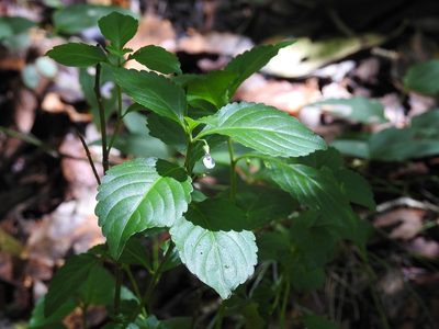 Hybanthus longipes, photographed by Neptalí Ramírez Marcial